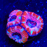 Strawberry Acan Coral