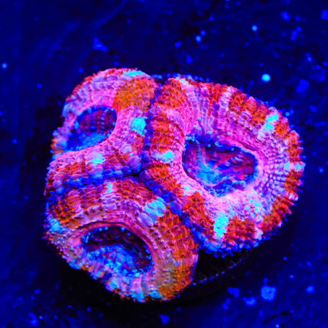 Strawberry Acan Coral