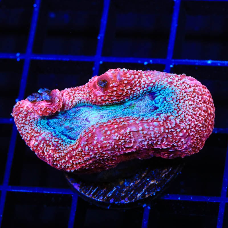 Strawberry Bowerbanki Coral