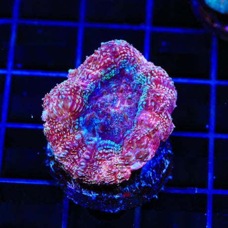 Strawberry Bowerbankii Coral