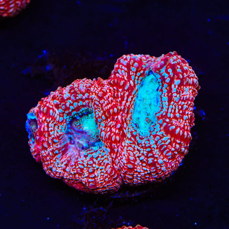 Strawberry Bowerbankii Coral