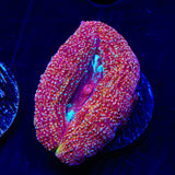 Strawberry Bowerbankii Coral