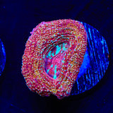 Strawberry Bowerbankii Coral