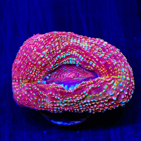 Strawberry Bowerbankii Coral