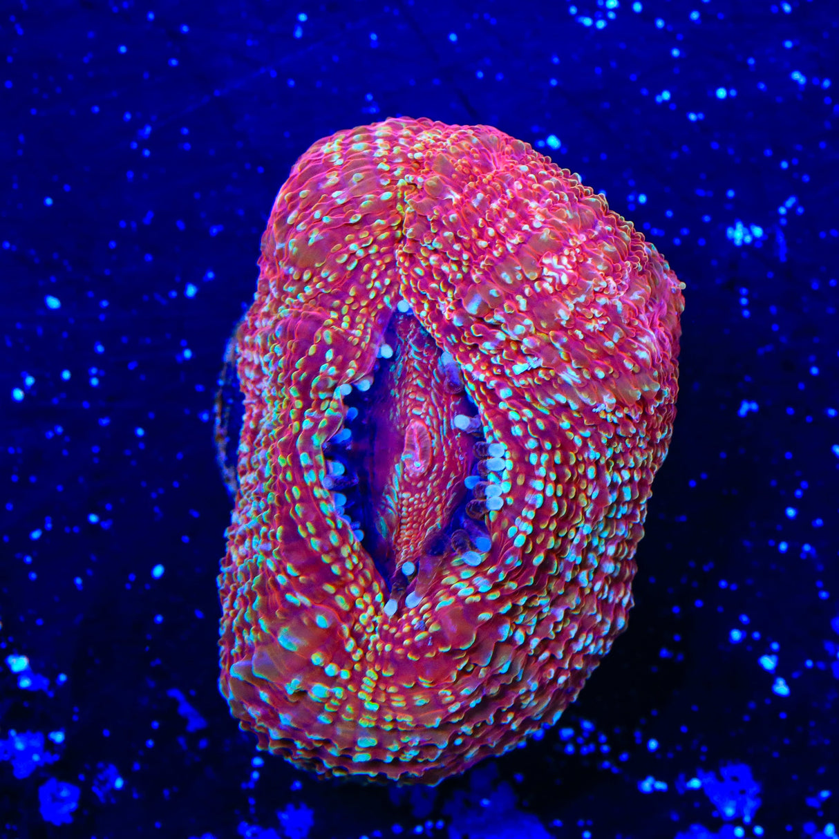 Strawberry Bowerbankii Coral