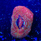 Strawberry Bowerbankii Coral