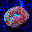 Strawberry Bowerbankii Coral