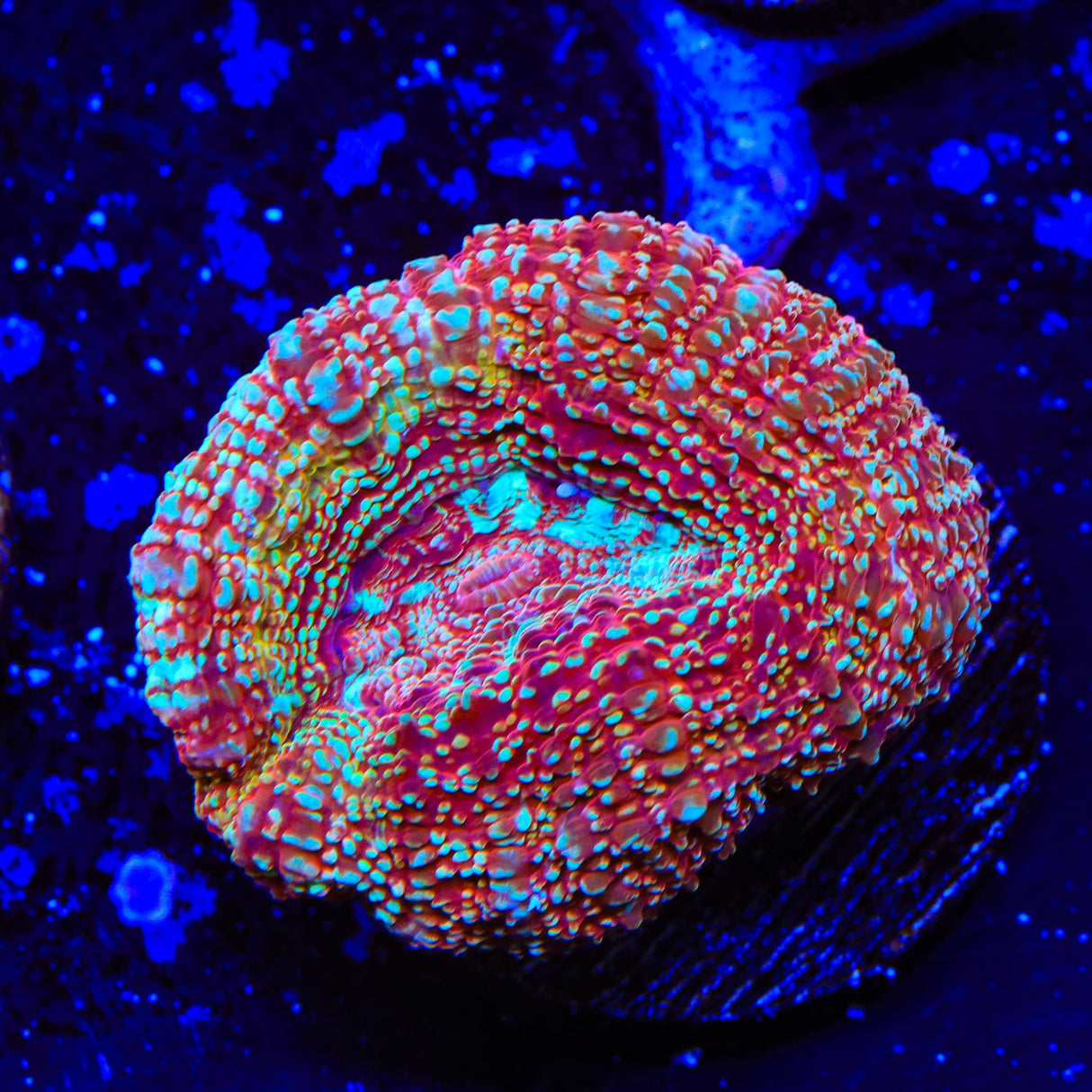 Strawberry Bowerbankii Coral