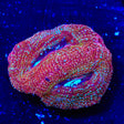 Strawberry Bowerbankii Coral