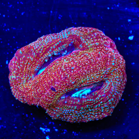 Strawberry Bowerbankii Coral