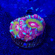 Strawberry Deep Water Acan Coral