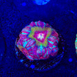 Strawberry Deep Water Acan Coral