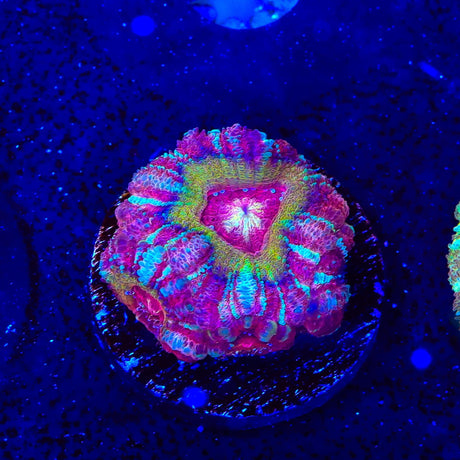 Strawberry Deep Water Acan Coral