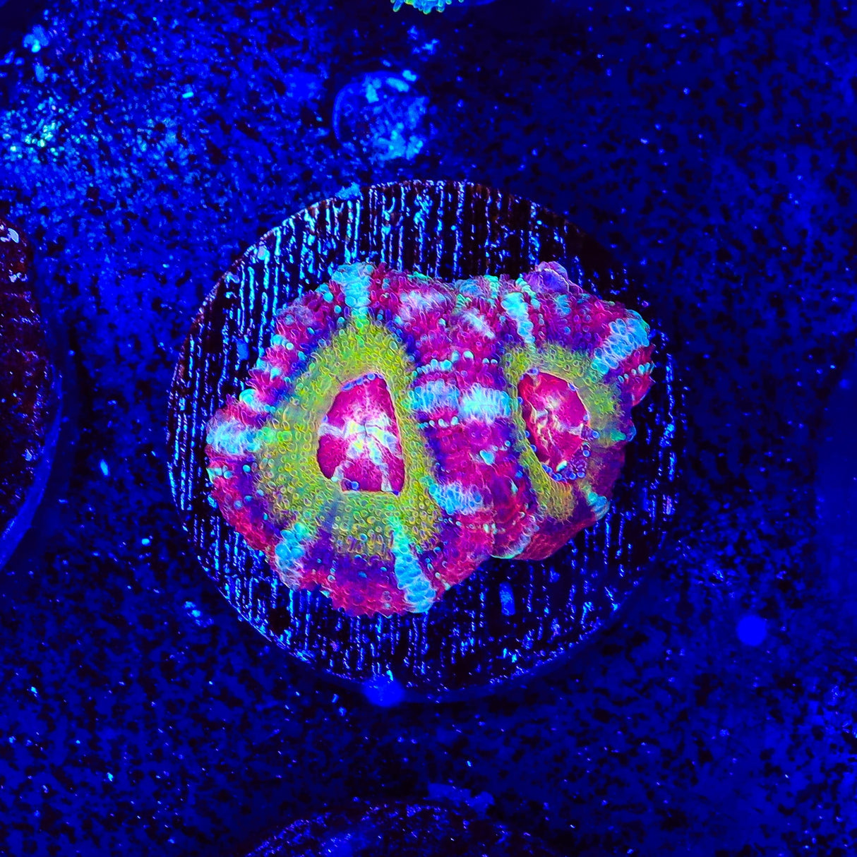 Strawberry Deep Water Acan Coral