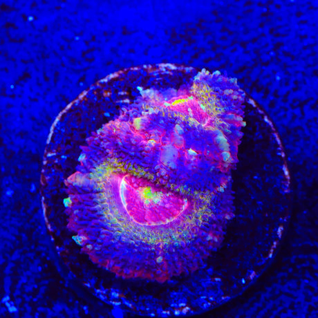 Strawberry Deep Water Acan Coral