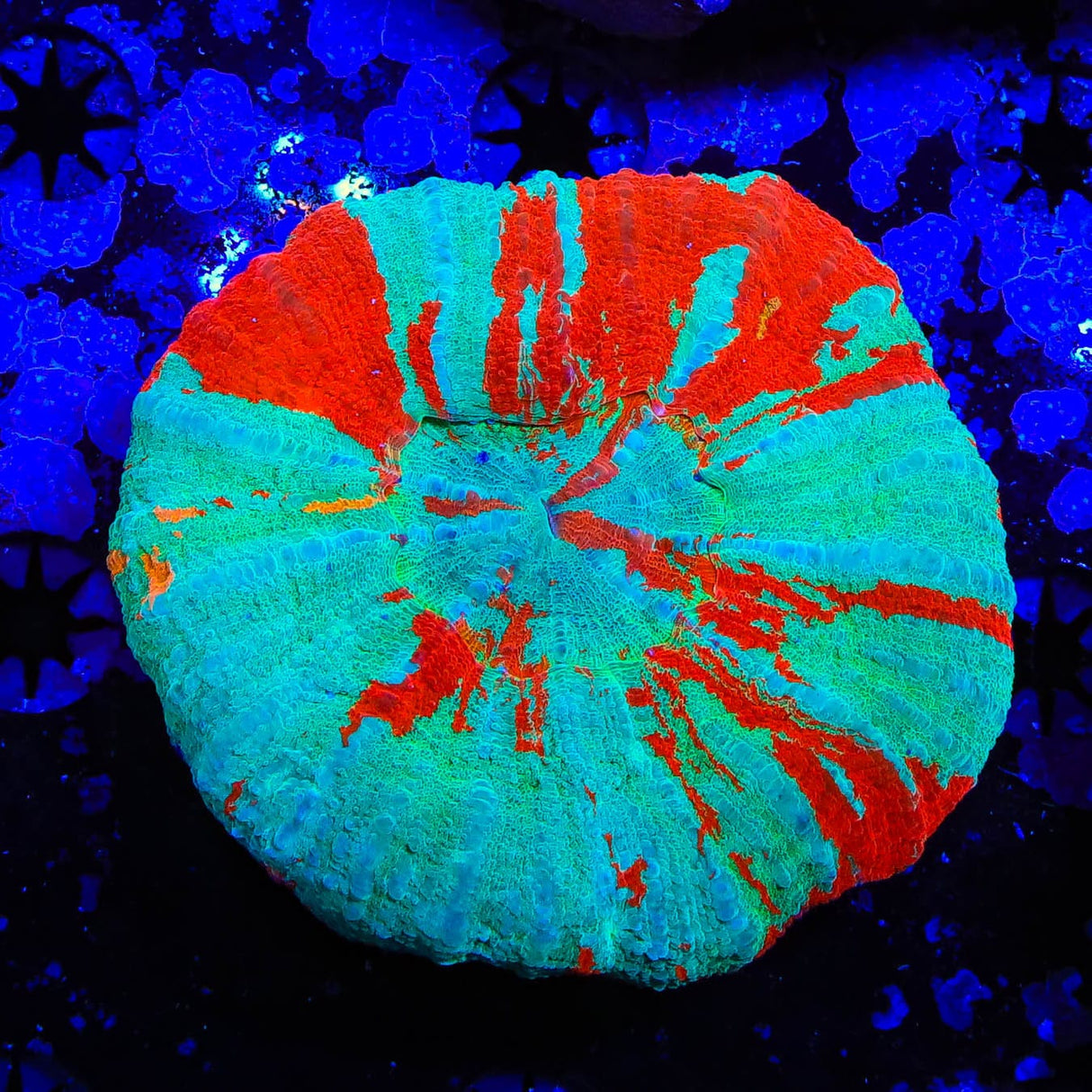 Strawberry Mint Scoly Coral