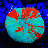 Strawberry Mint Scoly Coral