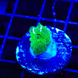 Streaker Mushroom Coral