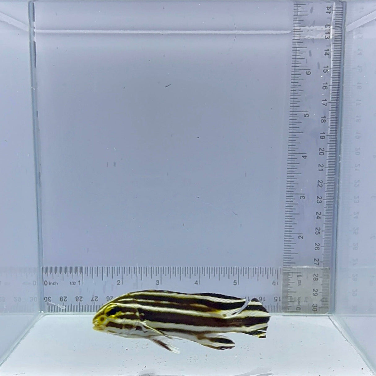 Striped Sweetlips Fish