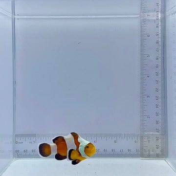 Stubby Premium Black Gladiator Clownfish