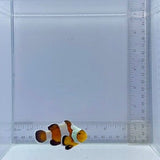 Stubby Premium Black Gladiator Clownfish