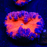 Sucker Puch Blastomussa Coral