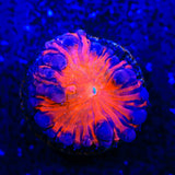 Sucker Puch Blastomussa Coral