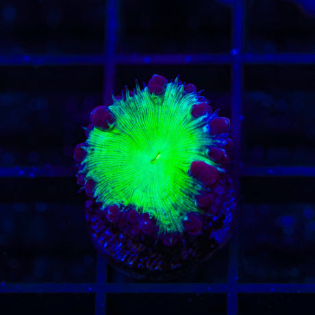 Sucker Punch Blastomussa Coral