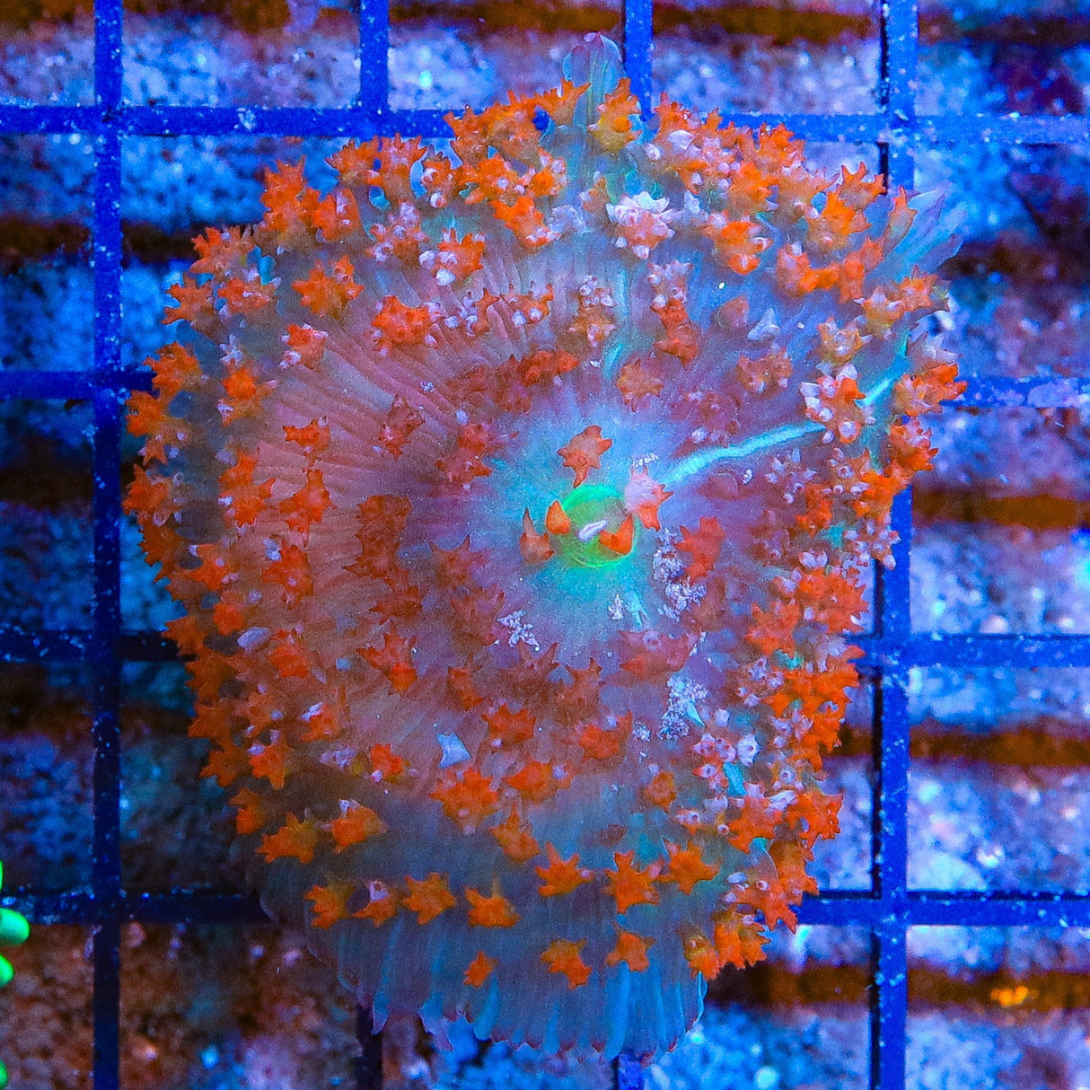 Sun Blast Saint Thomas Mushroom Coral