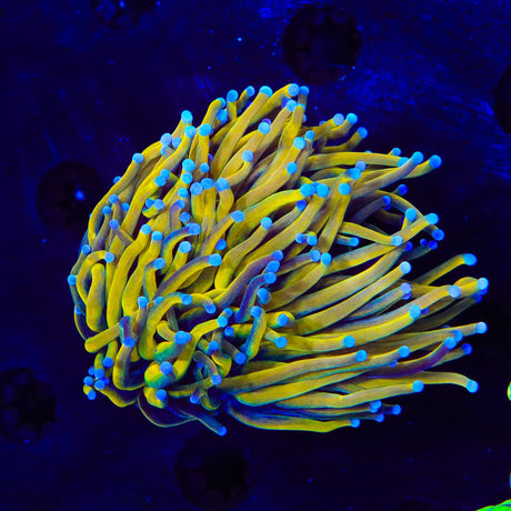 Sun God Torch XL Frag Coral