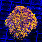 Sunbeam Yuma Coral