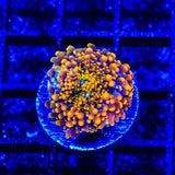Sunbeam Yuma Coral