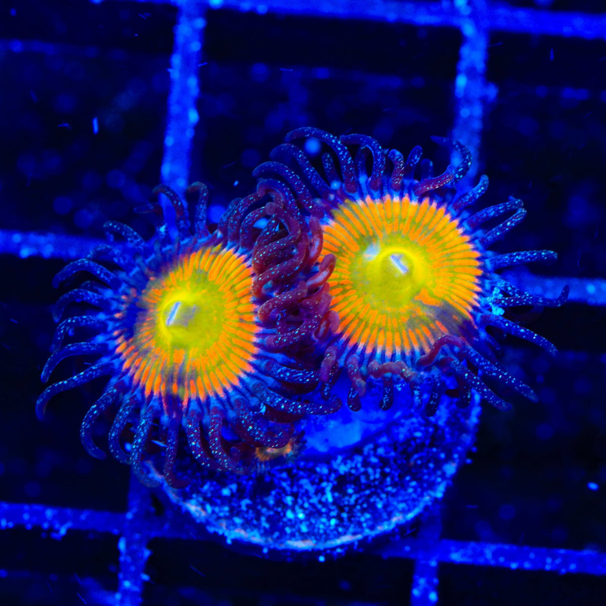 Sunny D Zoanthids Coral