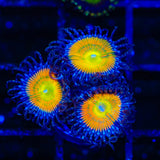 Sunny D Zoanthids Coral