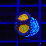 Sunny Ds Zoanthids Coral