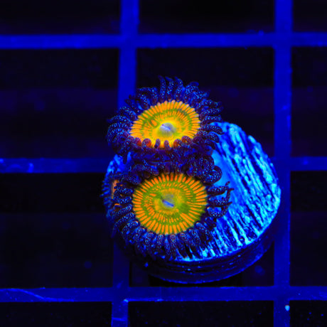 Sunny Ds Zoanthids Coral