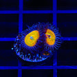 Sunny Ds Zoanthids Coral