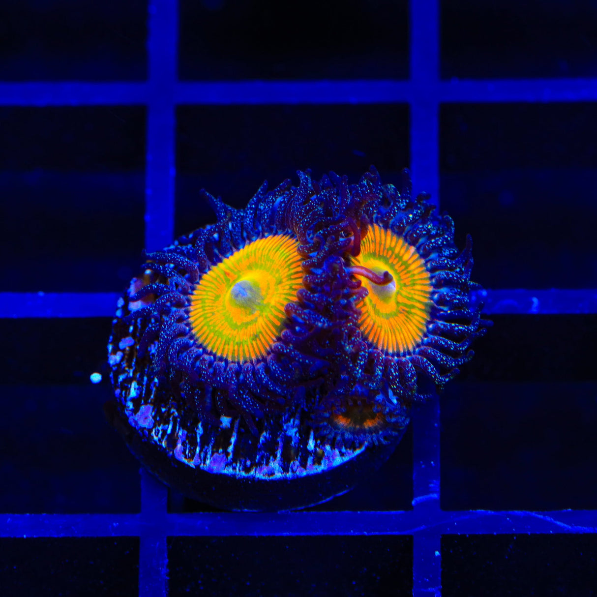 Sunny Ds Zoanthids Coral