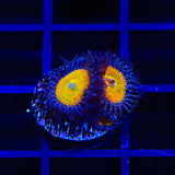Sunny Ds Zoanthids Coral