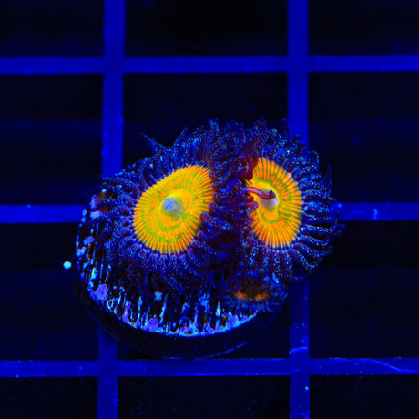 Sunny Ds Zoanthids Coral