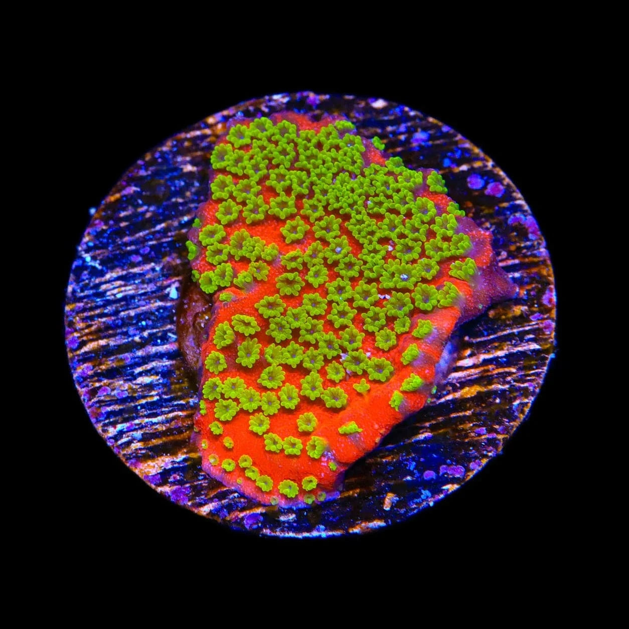 Sunset Montipora Coral – Top Shelf Aquatics Sunset Montipora Coral – Top Shelf Aquatics