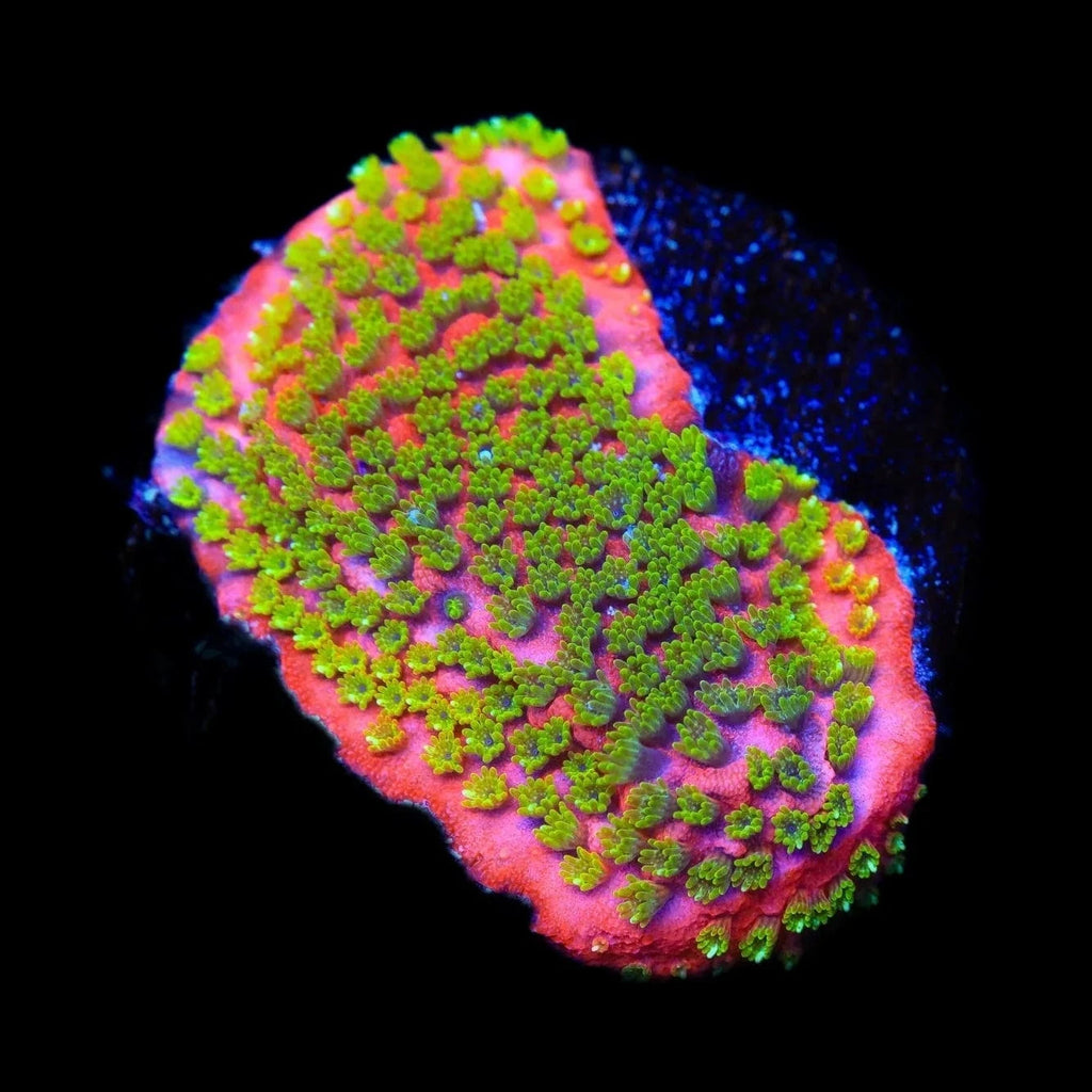 Sunset Montipora Coral – Top Shelf Aquatics