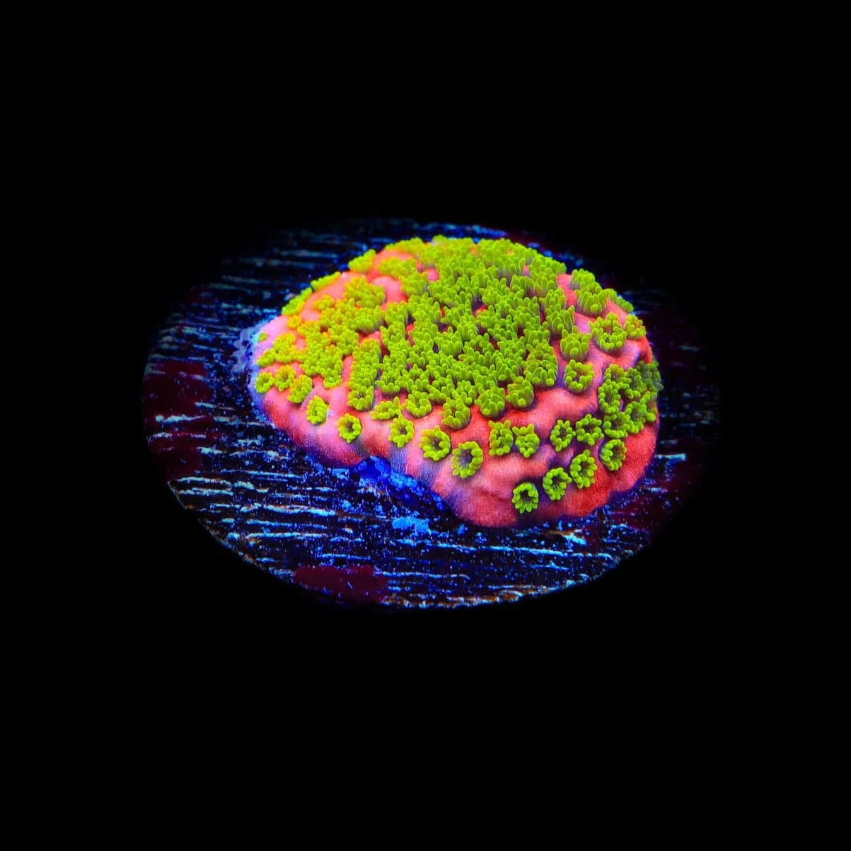 Sunset Montipora Coral – Top Shelf Aquatics