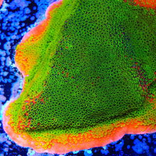 Sunset Montipora Coral