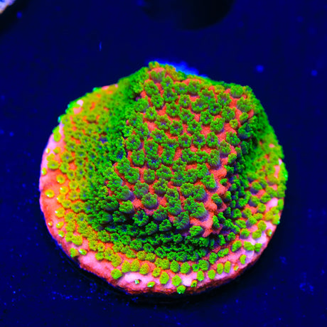 Sunset Montipora Coral