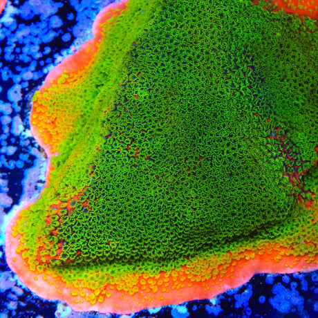 Sunset Montipora Coral