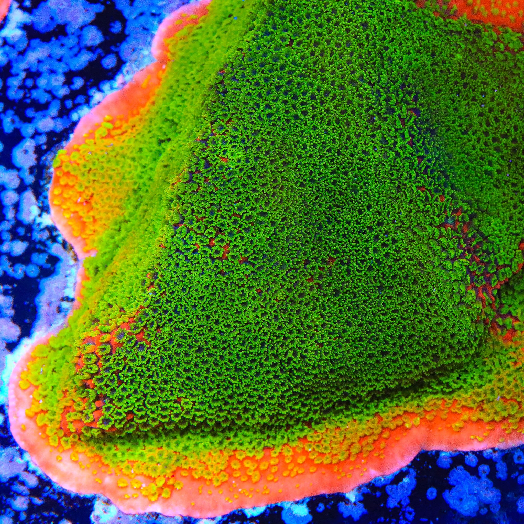 Sunset Montipora Coral – Top Shelf Aquatics
