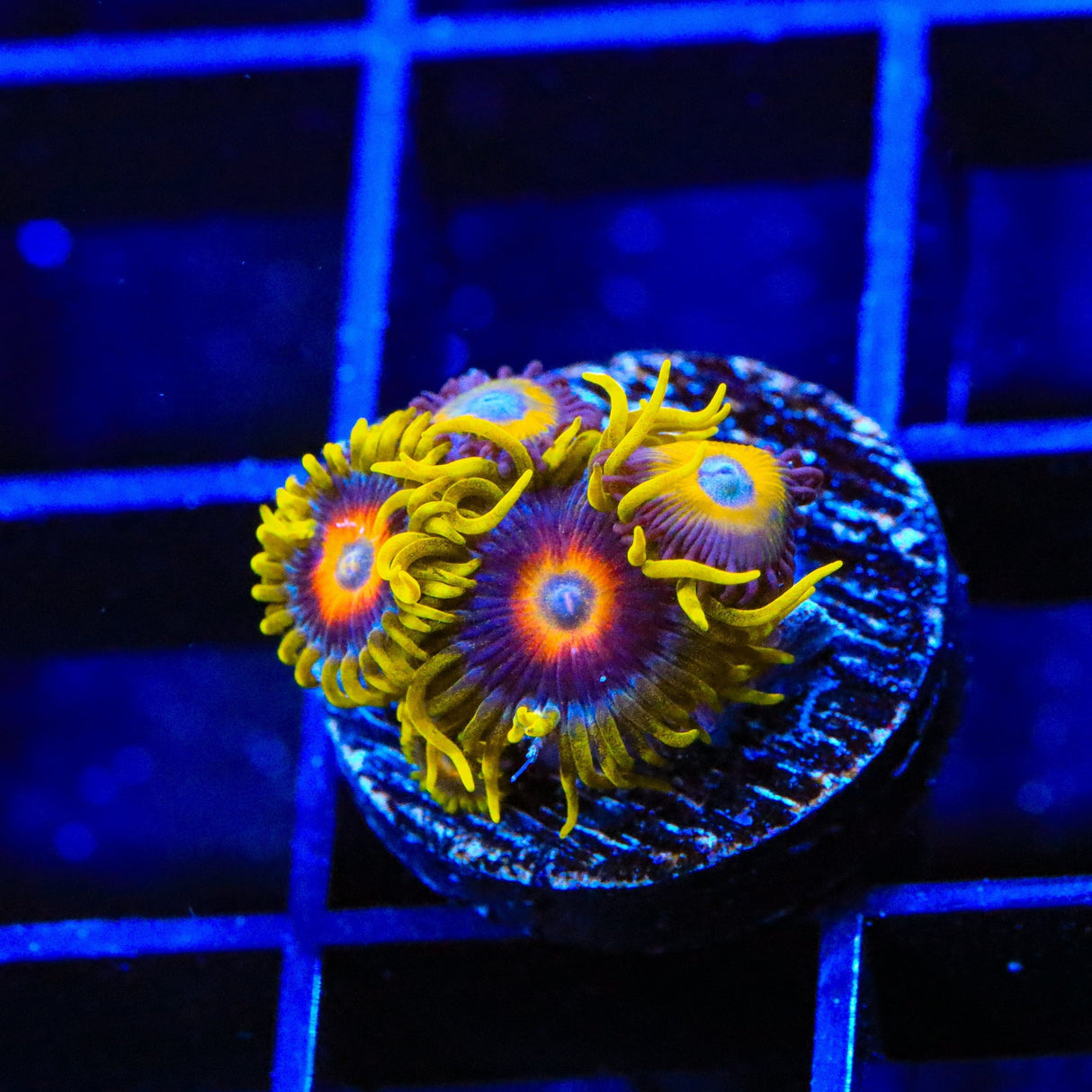 Super Saiyan Combo Zoanthids Coral