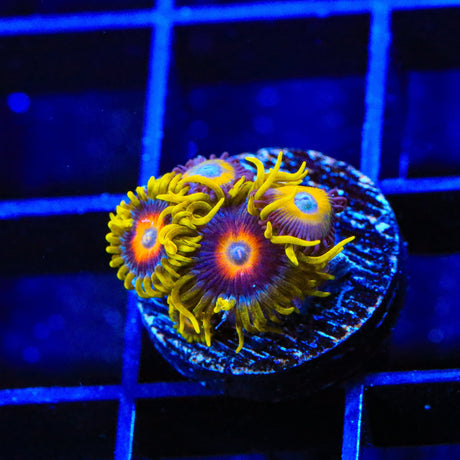 Super Saiyan Combo Zoanthids Coral