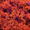 Super Saiyan Macroalgae